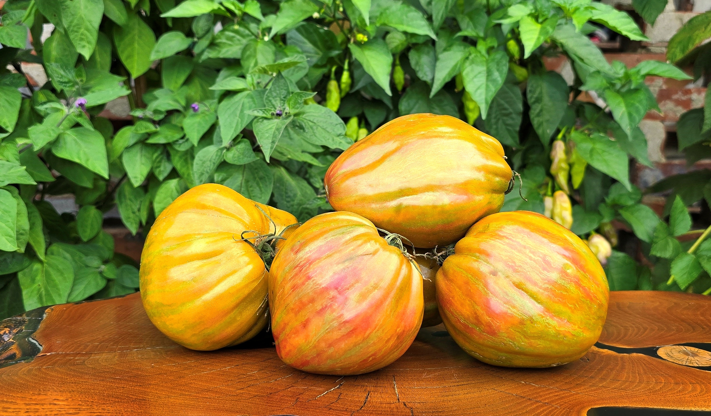 ナリス　moo＊3点セット Green Tomatoes: HUGE FESTIVAL GREEN TULIP ( Ogromnyy Festivalnyy